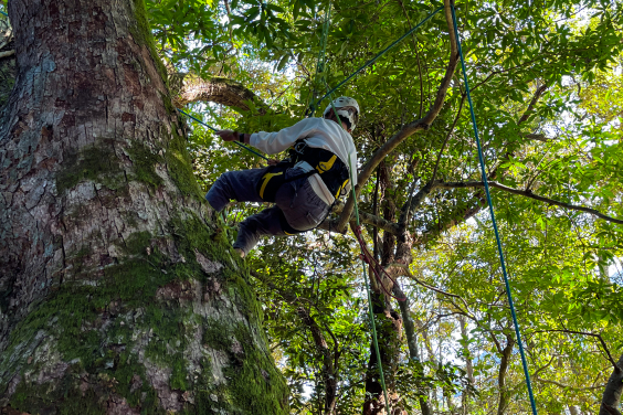 Tree Climbing activity